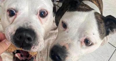 Rescue charity branded a 'lifeline' for troubled dogs crippled by vet bills and expenses