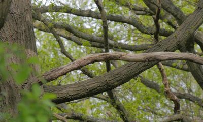 Brockley residents raise £100,000 to save patch of ancient London woodland