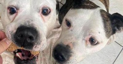 'Lifeline' animal rescue charity drowning in bills may be forced to euthanise dogs