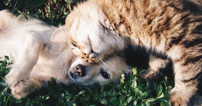 People are spending less on their pets because of heating bills, says charity