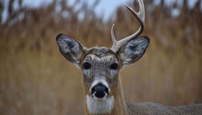 One-sided buck, suburban wild turkeys, sharks & bluegills, world-record whitefish