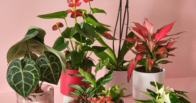 Spoil your other half with a houseplant from Glasgow Dobbies this Valentine's Day