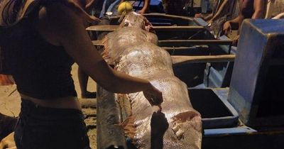 Huge oarfish thought to predict earthquakes discovered washed up on beach