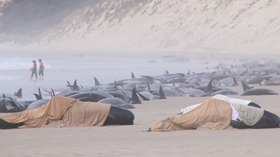Trackers show rescued whales surviving and thriving after mass stranding in Tasmania