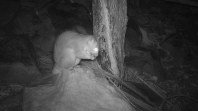 Indigenous rangers probe secrets of one of Australia's most mysterious marsupials, the scaly-tailed possum