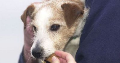 Dog obesity 'epidemic' with certain breeds shown to be at risk