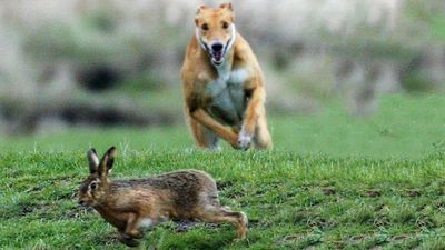 High hopes and loophole fears as Scots hunting legislation updated