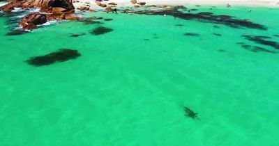 Hero dad saves hundreds of swimmers after spotting Great White Shark from his drone