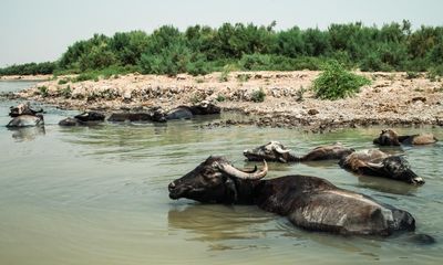 Death in the marshes: environmental calamity hits Iraq’s unique wetlands