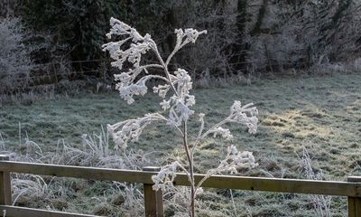 Readers reply: why is frost so beautiful?