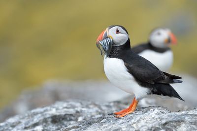 Concerns for red-listed Scottish puffins after mass deaths