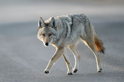How can I protect my pet from coyotes? Experts explain the best defense