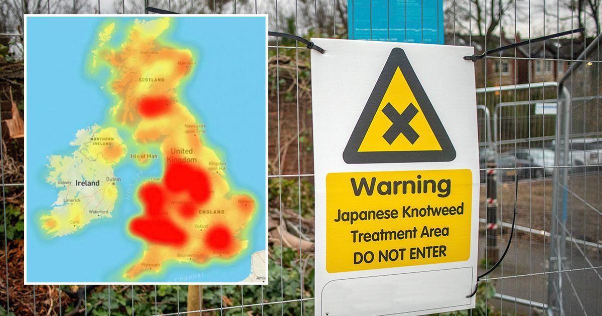 Britain's Japanese Knotweed Hotspots Revealed In New…