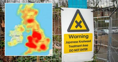 Britain's Japanese knotweed hotspots revealed in new map - how bad is it in your area?