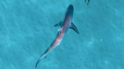 Gold Coast shark sightings explained by Bond University researcher Daryl McPhee