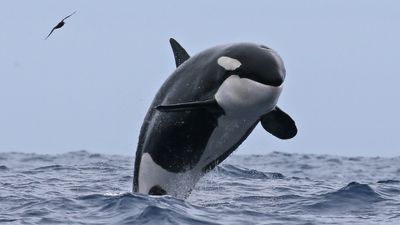 Research continues into Bremer Canyon orca hotspot that baffles scientists