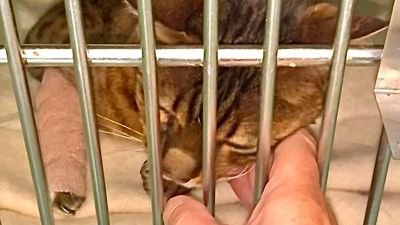 Cat bitten by snakes three times survives in Horsham West