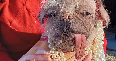 Ugliest dog in the whole of the UK named after national hunt