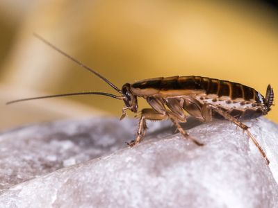 Texas zoo will let you name a cockroach after an ex for Valentine’s Day