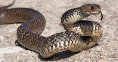 Dad killed by one of the world's most venomous snakes in front of horrified wife