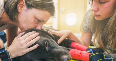 Vet issues heartbreaking plea as she urges owners to speak to their dog in their final moments