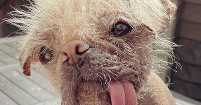 Britain's ugliest dog crowned and she is 'both ugly and cute at the same time'