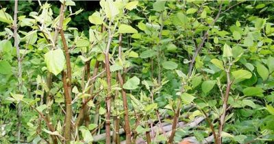 Japanese Knotweed: Worst affected areas in Bristol for invasive plants