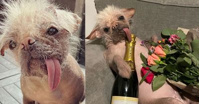 Peggy crowned Britain's ugliest dog as judges say they have 'discovered a star'