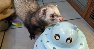 Scottish SPCA appeals to public after influx of ferrets in Lanarkshire