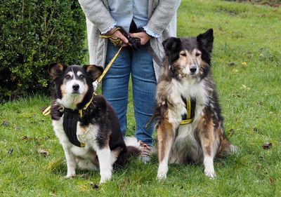 Elderly dogs find forever home after being turned down because of their age