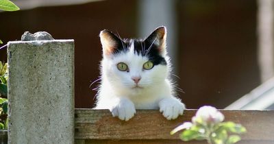 Number one deterrent to stop cats fouling in your garden - 'works within three hours'