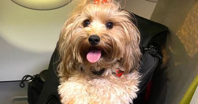 Jet setting pooch racks up more than 30,000 miles of luxury air travel