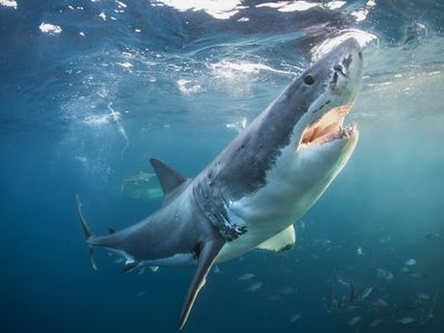 Chinese TikTok food blogger fined almost $20,000 after eating a great white shark she bought online