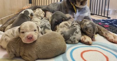 American bulldog and 12 puppies found abandoned in empty house