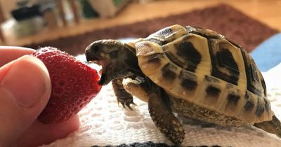 East Belfast tortoise goes viral on TikTok after waking up from hibernation