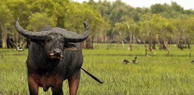 How culling Australia's feral water buffalo could help tackle climate change