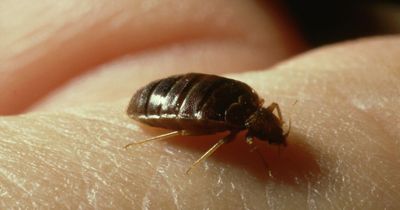 Three 'natural home remedies' to get rid of bed bugs and stop an infestation