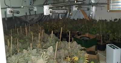 Gardai storm suspected 'growhouse' in Roscommon and seize huge quantity of cannabis