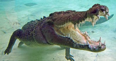 Crocodile egg collector mauled by reptile while on the job and is in 'critical' condition