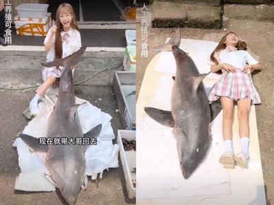 Chinese food blogger fined $18,500 after cooking and eating great white shark