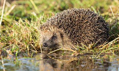 Every household in England ‘to be within 15 minutes of green space or water’