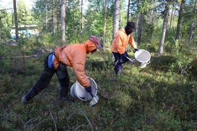 Talks set to start on berry pickers' plight