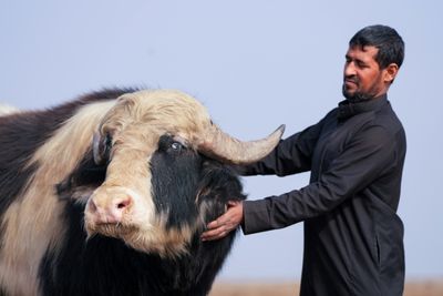 After drought, winter rains revive Iraq's famed marshlands