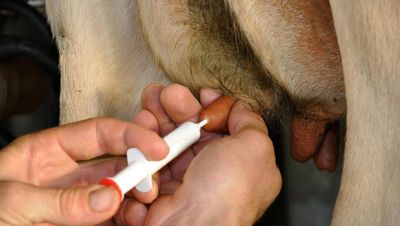 Dry-cow antibiotic use locks Irish colostrum out of Germany