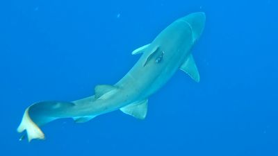 Signals from missing grey nurse shark tags leave researchers baffled