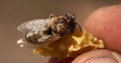 Four new varroa mite cases in Hunter and Central Coast
