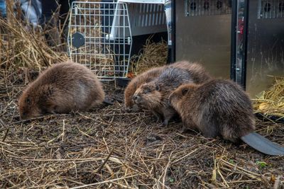 Family of beavers successfully relocated to Loch Lomond