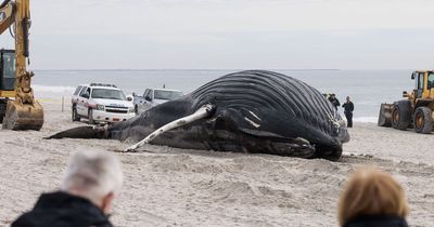 Huge humpback whale washes ashore on New York coast sparking rescue effort