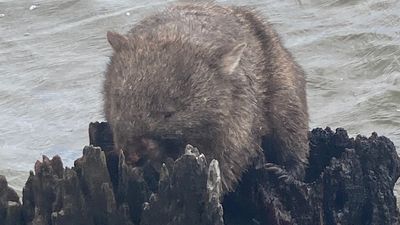 Wombat found in middle of Mulwala Lake on Victoria-NSW border a first for wildlife rescuer