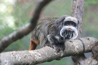 Dallas Zoo: Two monkeys snatched in latest suspicious event at the attraction